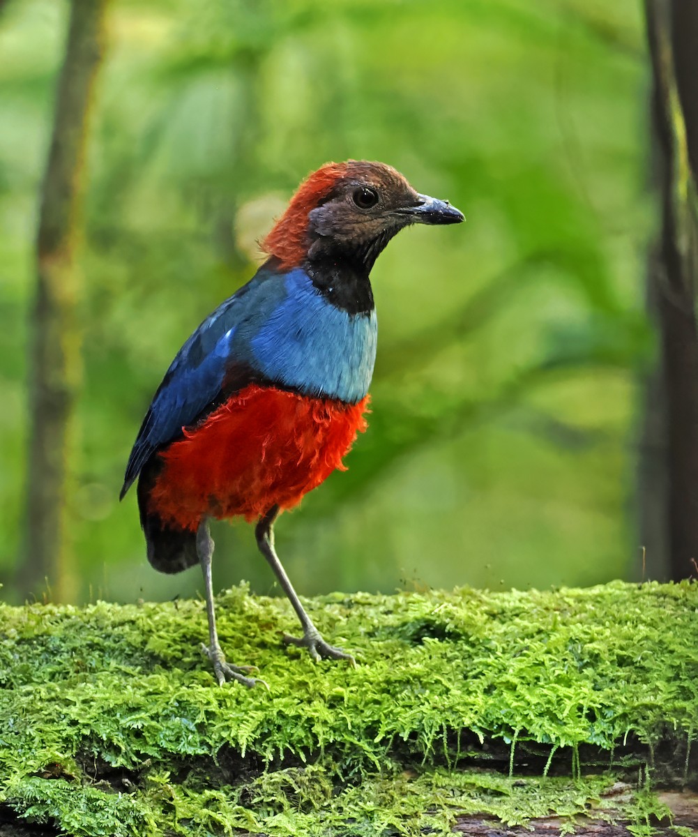 Papuan Pitta - ML642466924