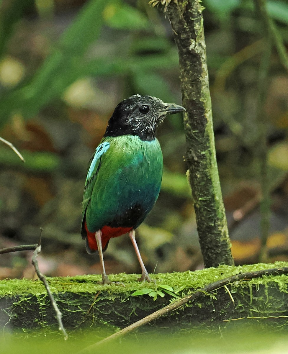 Eastern Hooded Pitta (Papuan) - ML642466926