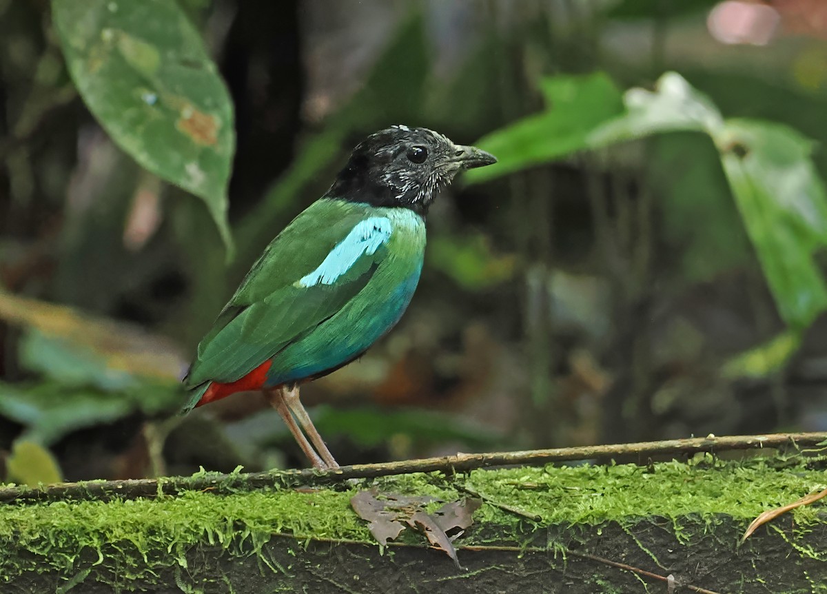 Eastern Hooded Pitta (Papuan) - ML642466927