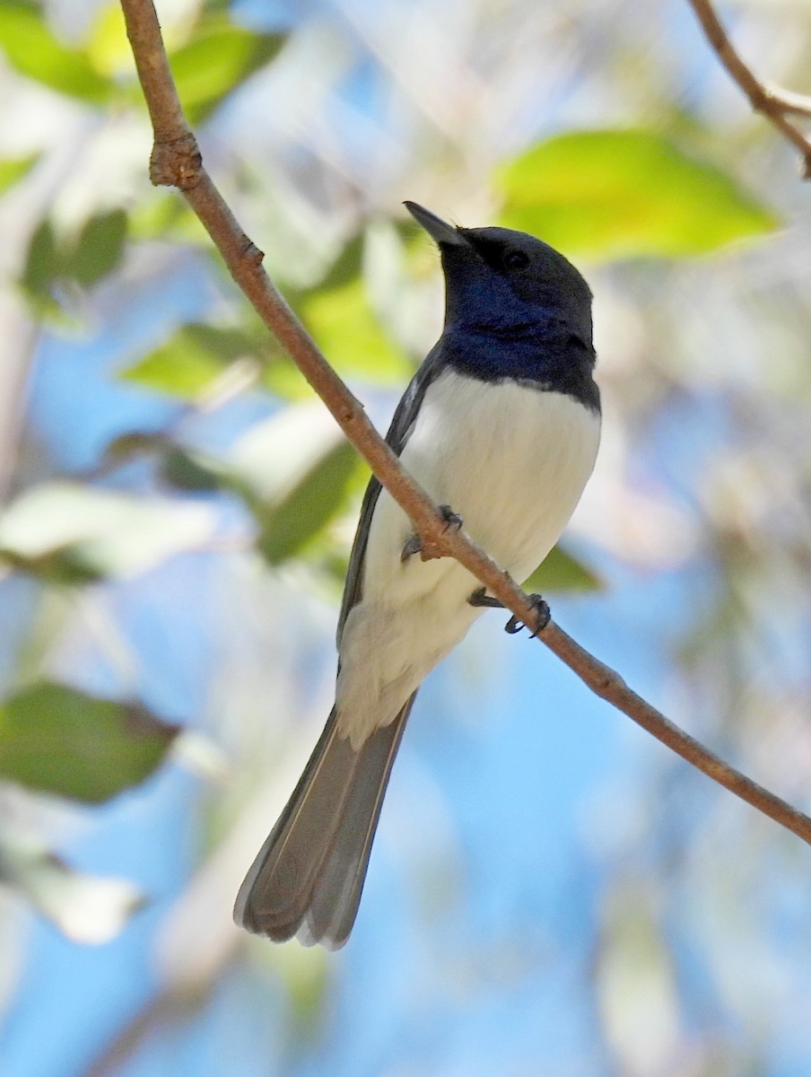 Leaden/Satin Flycatcher - ML642466928