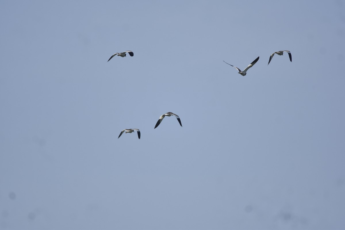 Gray-headed Lapwing - ML642466929