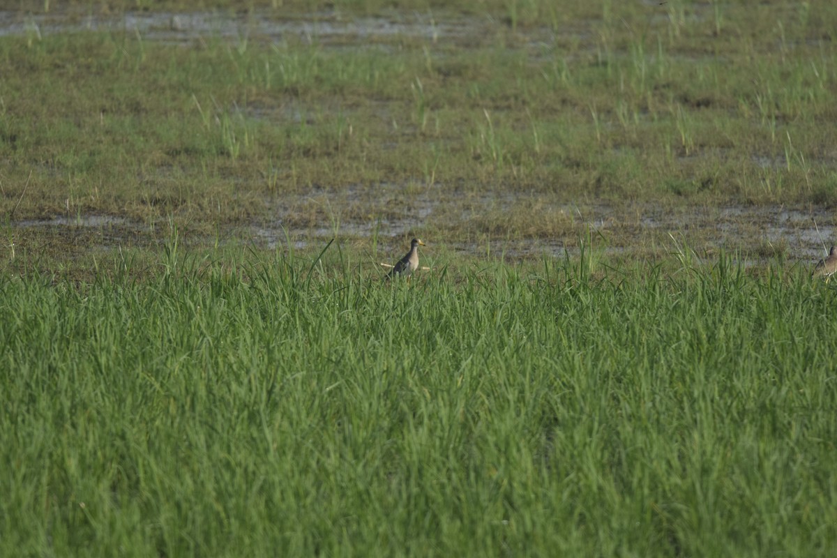 Gray-headed Lapwing - ML642466930