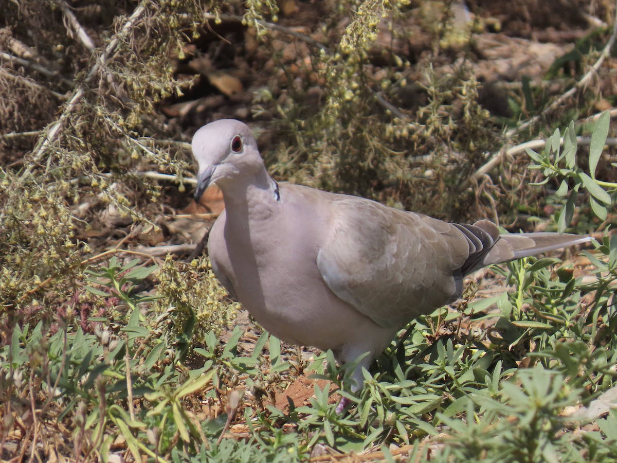 Eurasian Collared-Dove - ML642466931