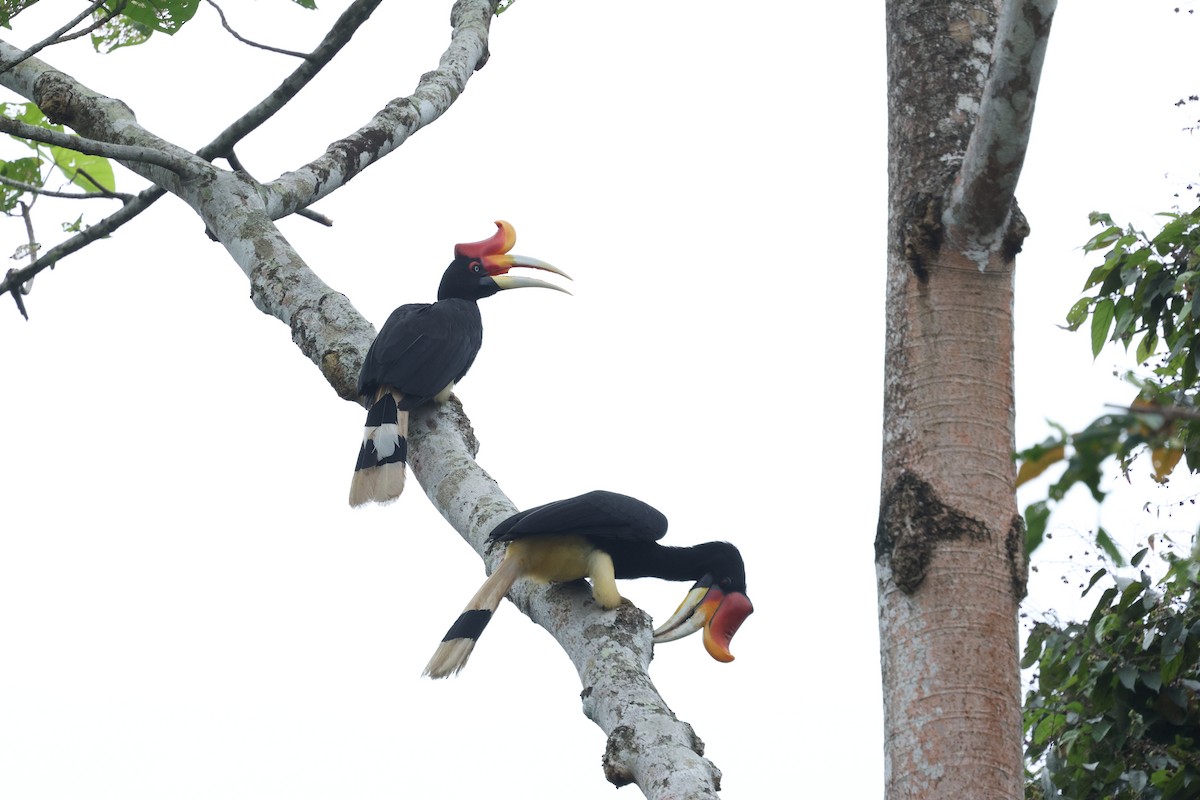 Rhinoceros Hornbill - ML642466933