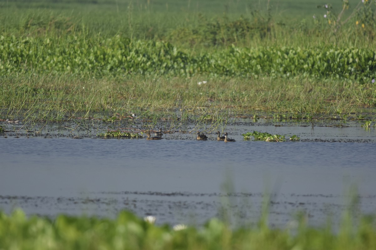 Little Grebe - ML642466936