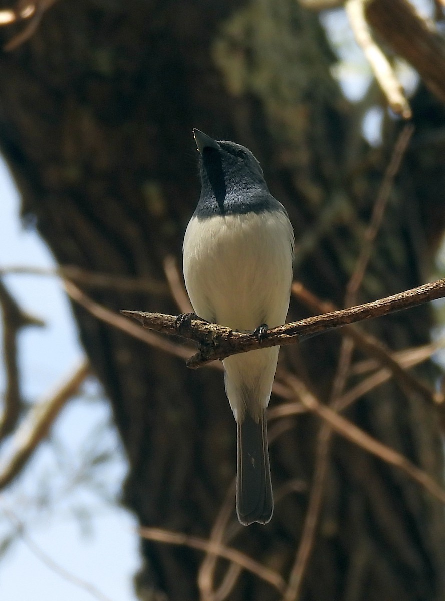 Leaden Flycatcher - ML642466949