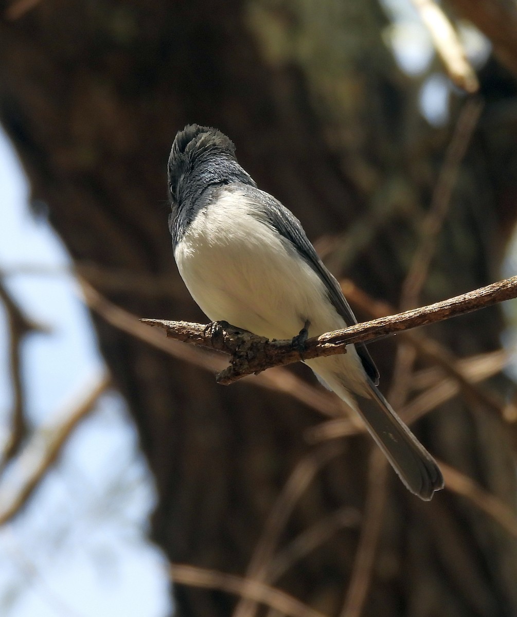 Leaden Flycatcher - ML642466955