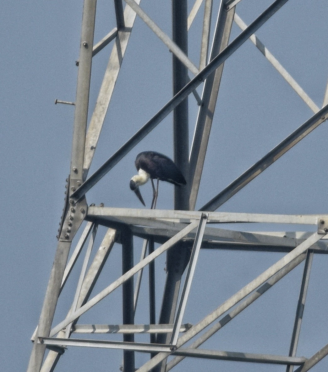 Asian Woolly-necked Stork - ML642466959
