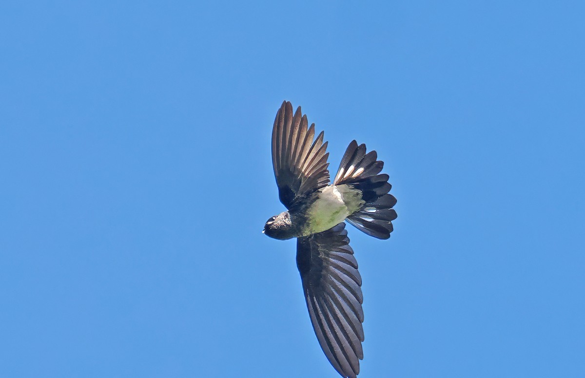 Glossy Swiftlet - ML642466964