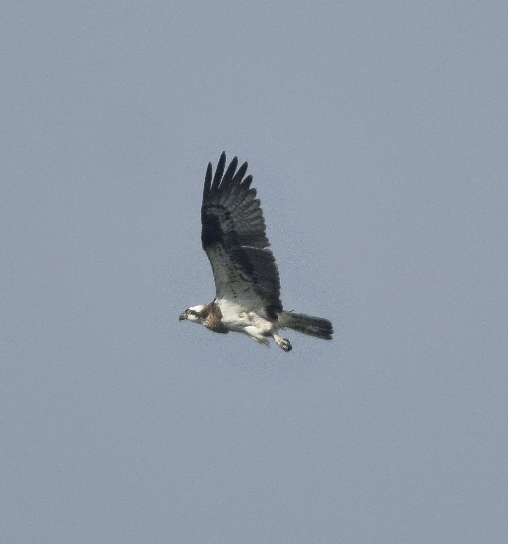 Osprey - ML642466965