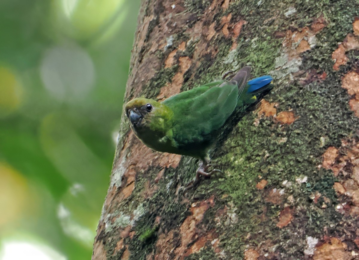 Yellow-capped Pygmy-Parrot - ML642466966