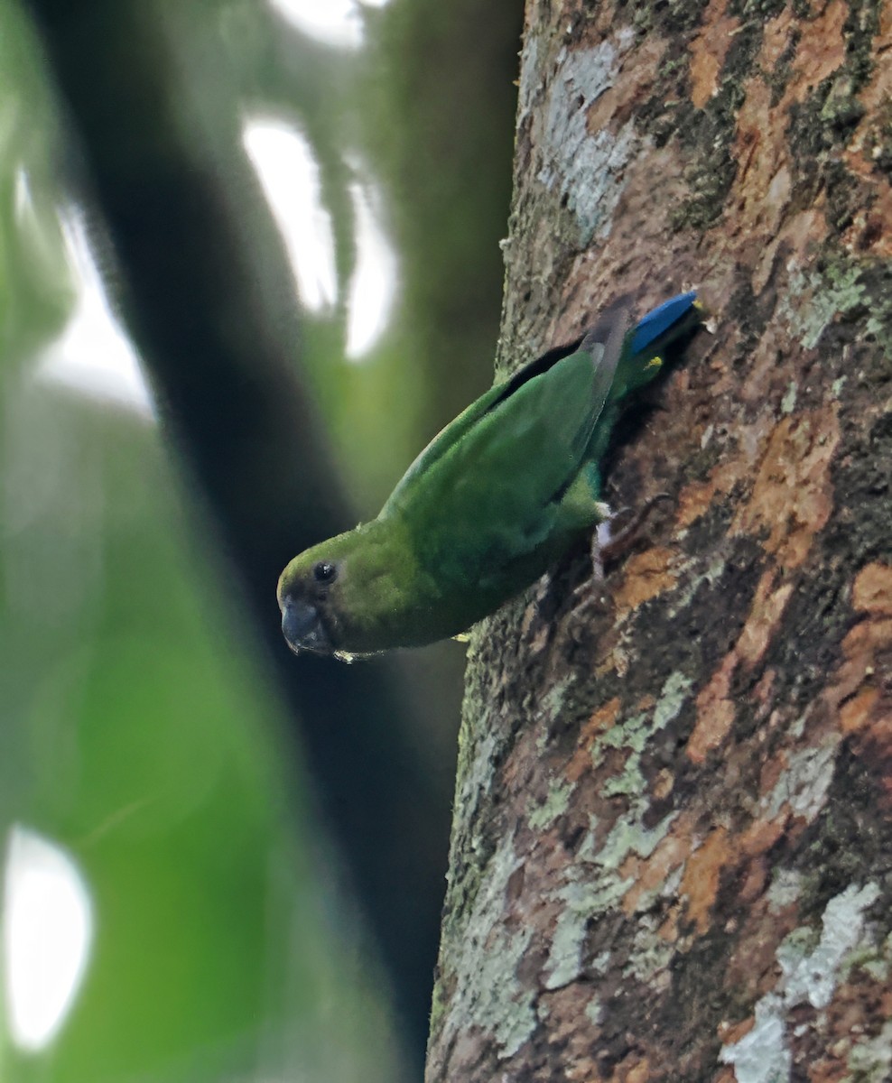 Yellow-capped Pygmy-Parrot - ML642466967