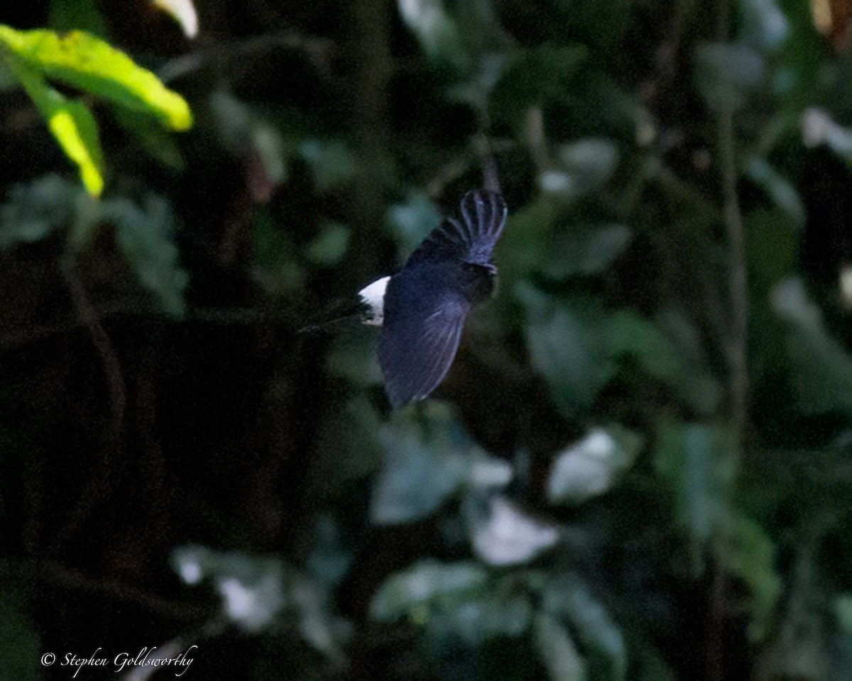 Satin Swiftlet - ML642466968