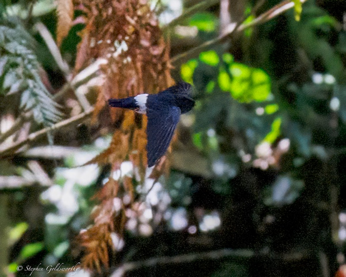 Satin Swiftlet - ML642466969