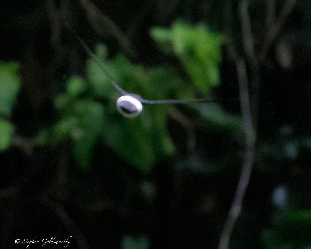 Satin Swiftlet - ML642466970