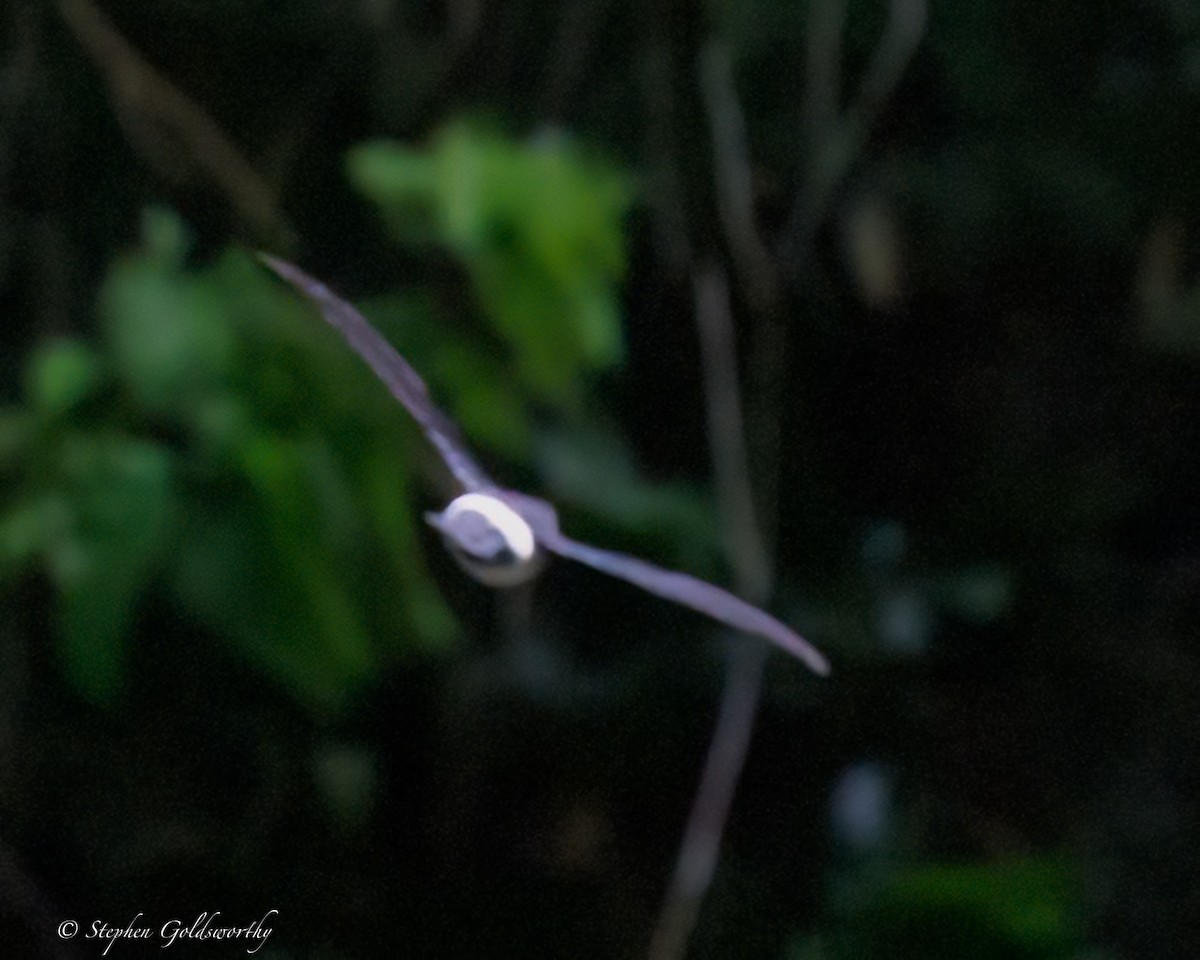 Satin Swiftlet - ML642466971