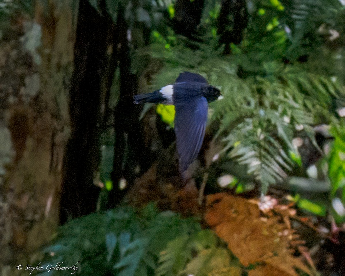 Satin Swiftlet - ML642466972