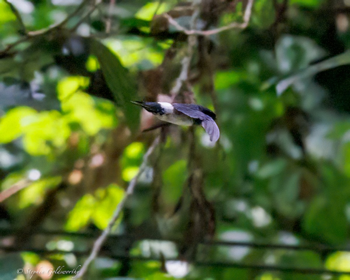 Satin Swiftlet - ML642466973