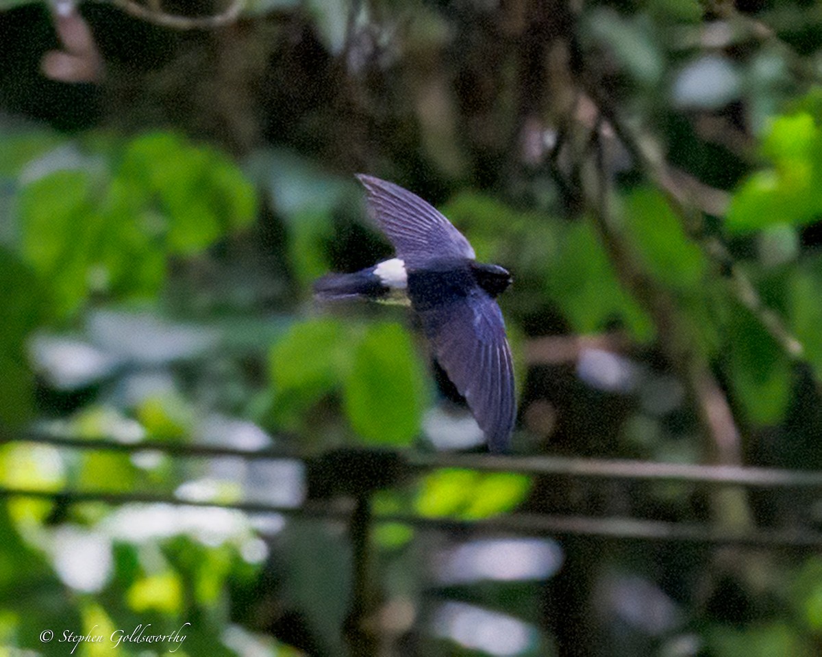 Satin Swiftlet - ML642466974