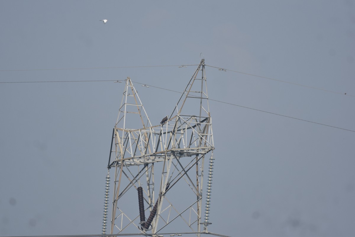 Osprey - ML642466979
