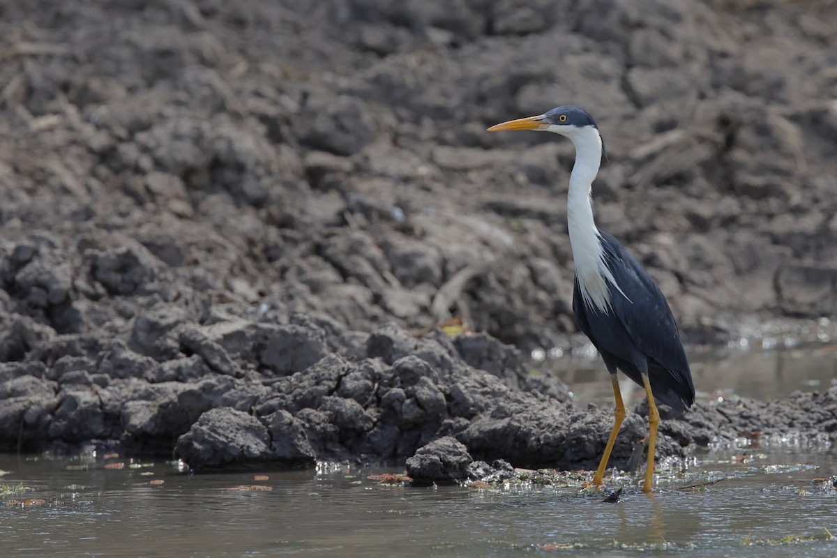 Pied Heron - ML642466985