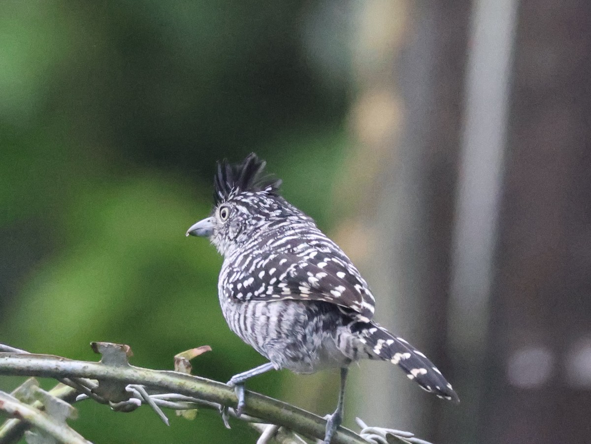 Barred Antshrike (Barred) - ML642466995