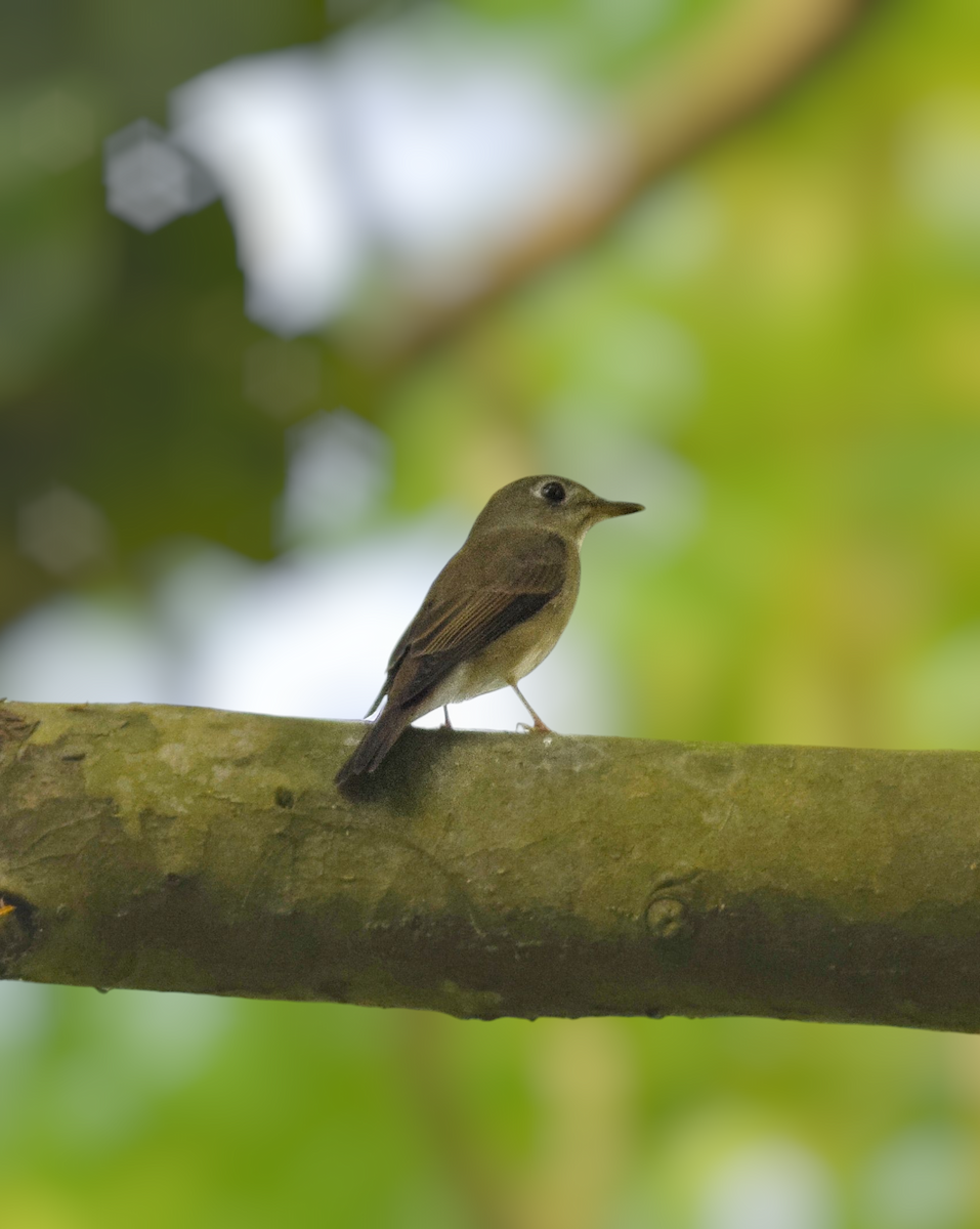 Brown-breasted Flycatcher - ML642466997