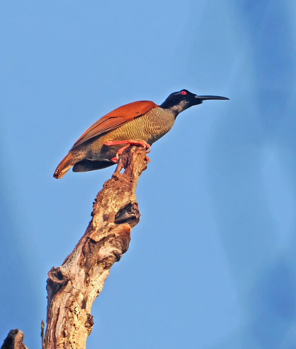 Twelve-wired Bird-of-Paradise - ML642466999