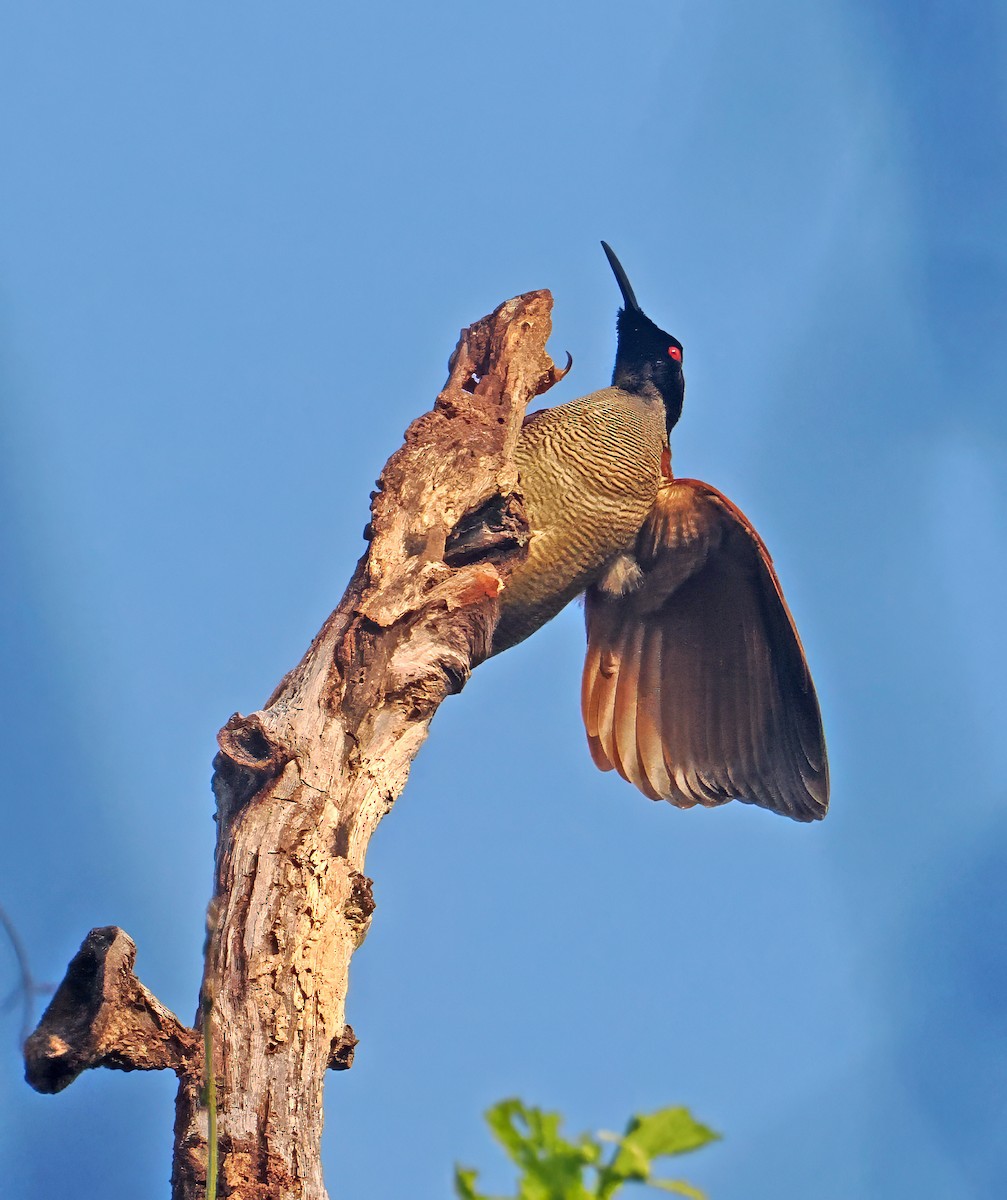 Twelve-wired Bird-of-Paradise - ML642467000