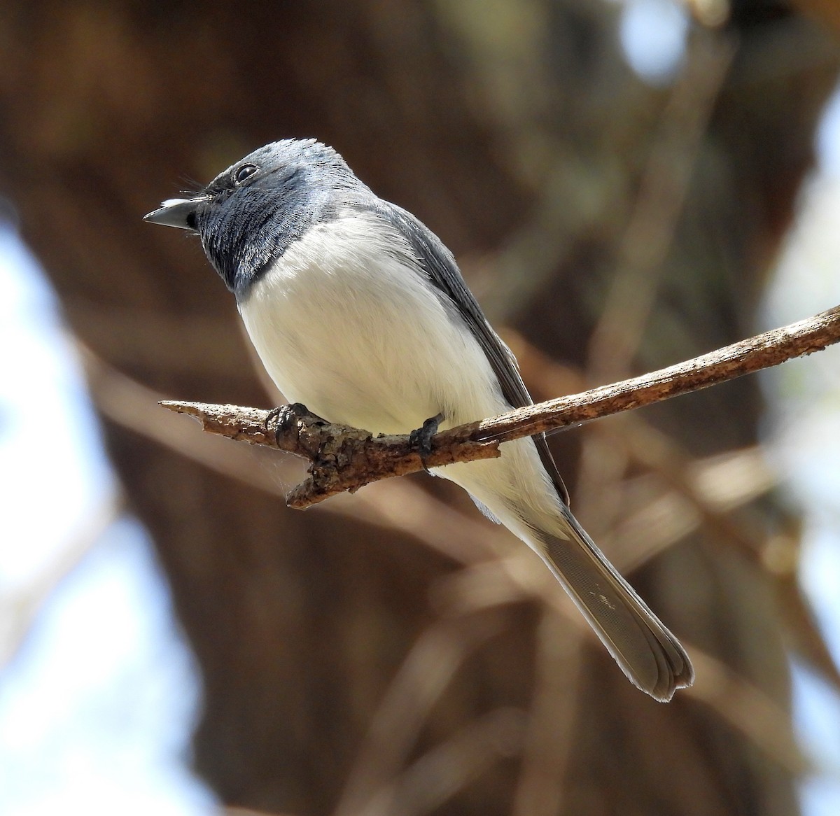 Leaden Flycatcher - ML642467004