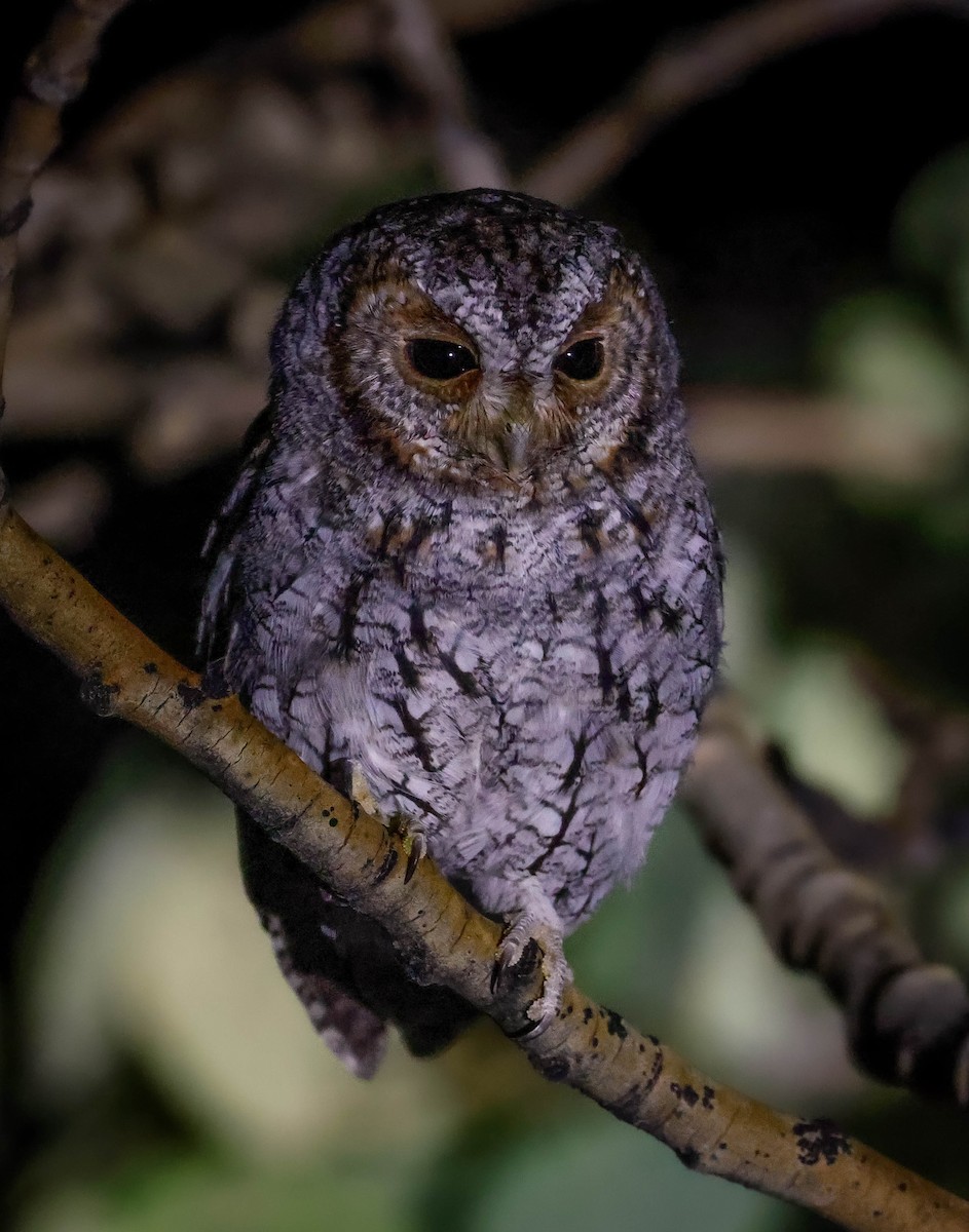 Flammulated Owl - ML642467011