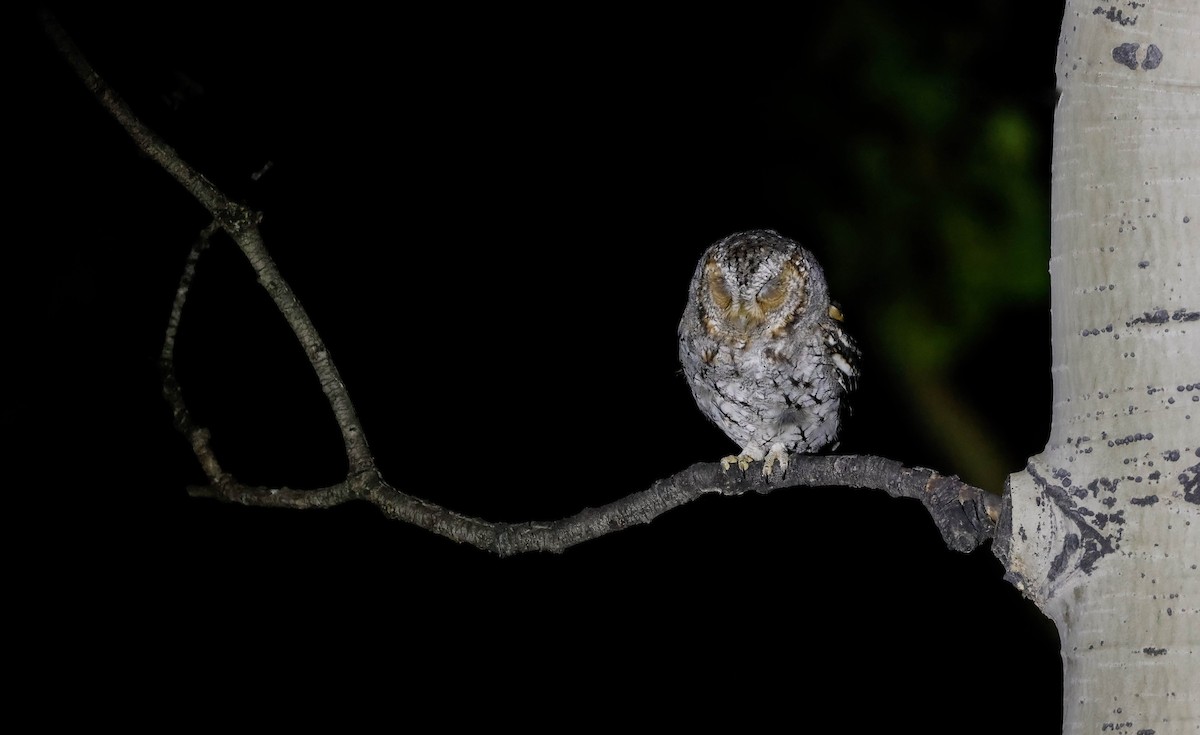 Flammulated Owl - ML642467012