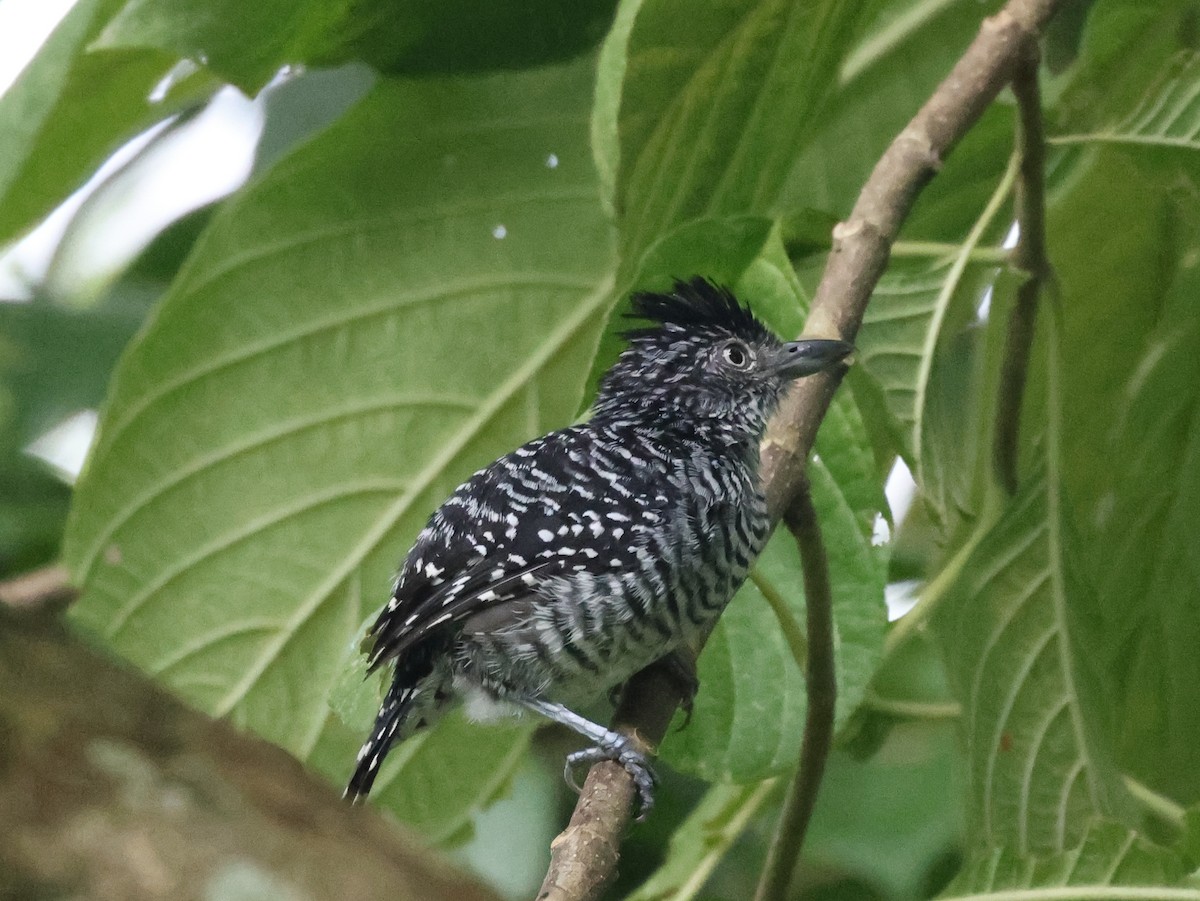 Barred Antshrike (Barred) - ML642467013