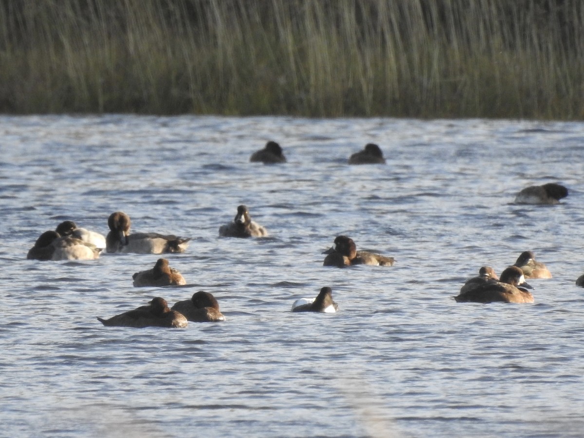 Greater Scaup - ML642467017