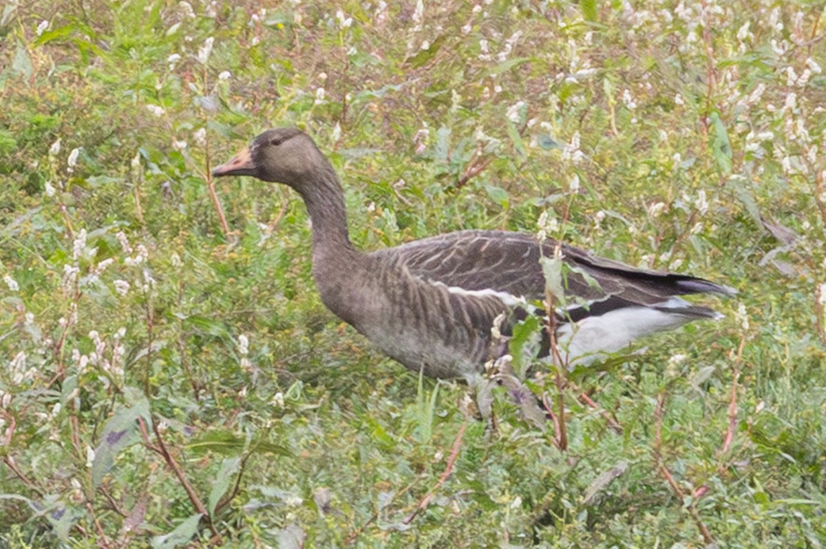Greater White-fronted Goose - ML642467018