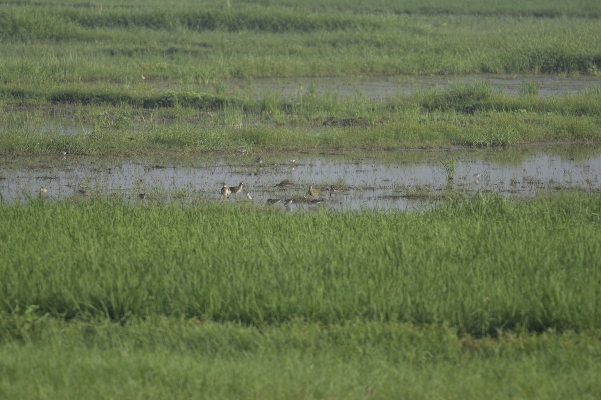 Ruff - ML642467020