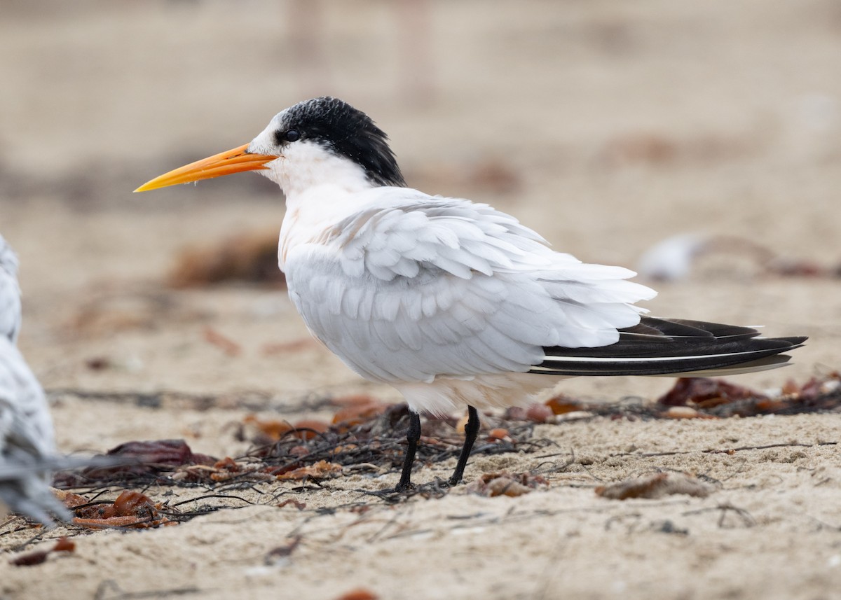 Elegant/Royal Tern - ML642467024