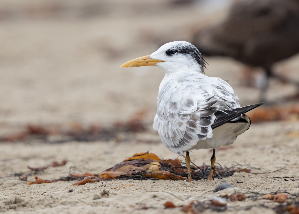 Elegant/Royal Tern - ML642467025