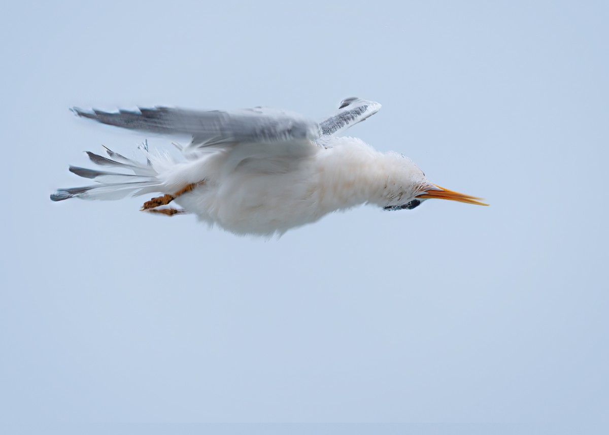 Elegant/Royal Tern - ML642467026