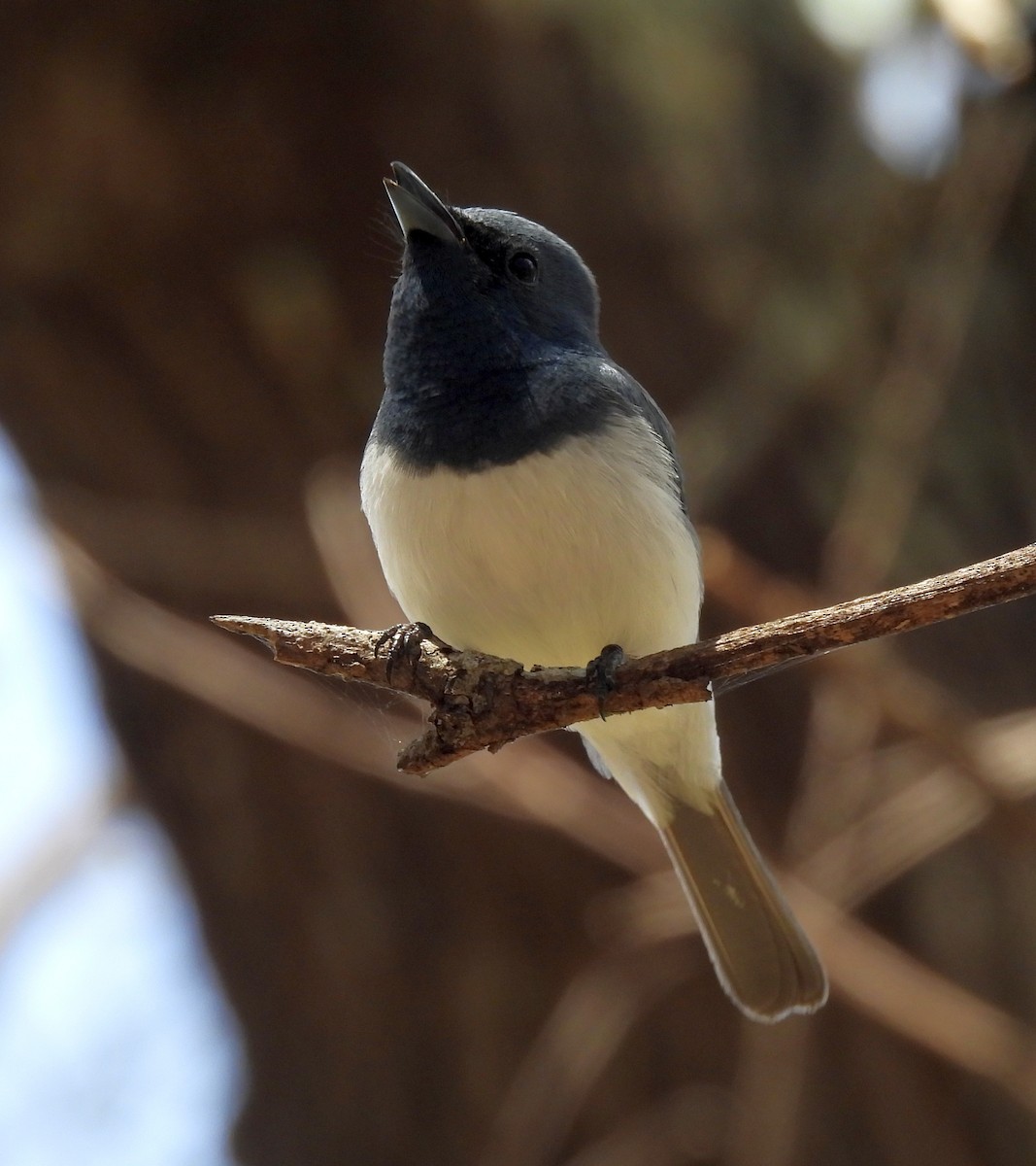 Leaden Flycatcher - ML642467028