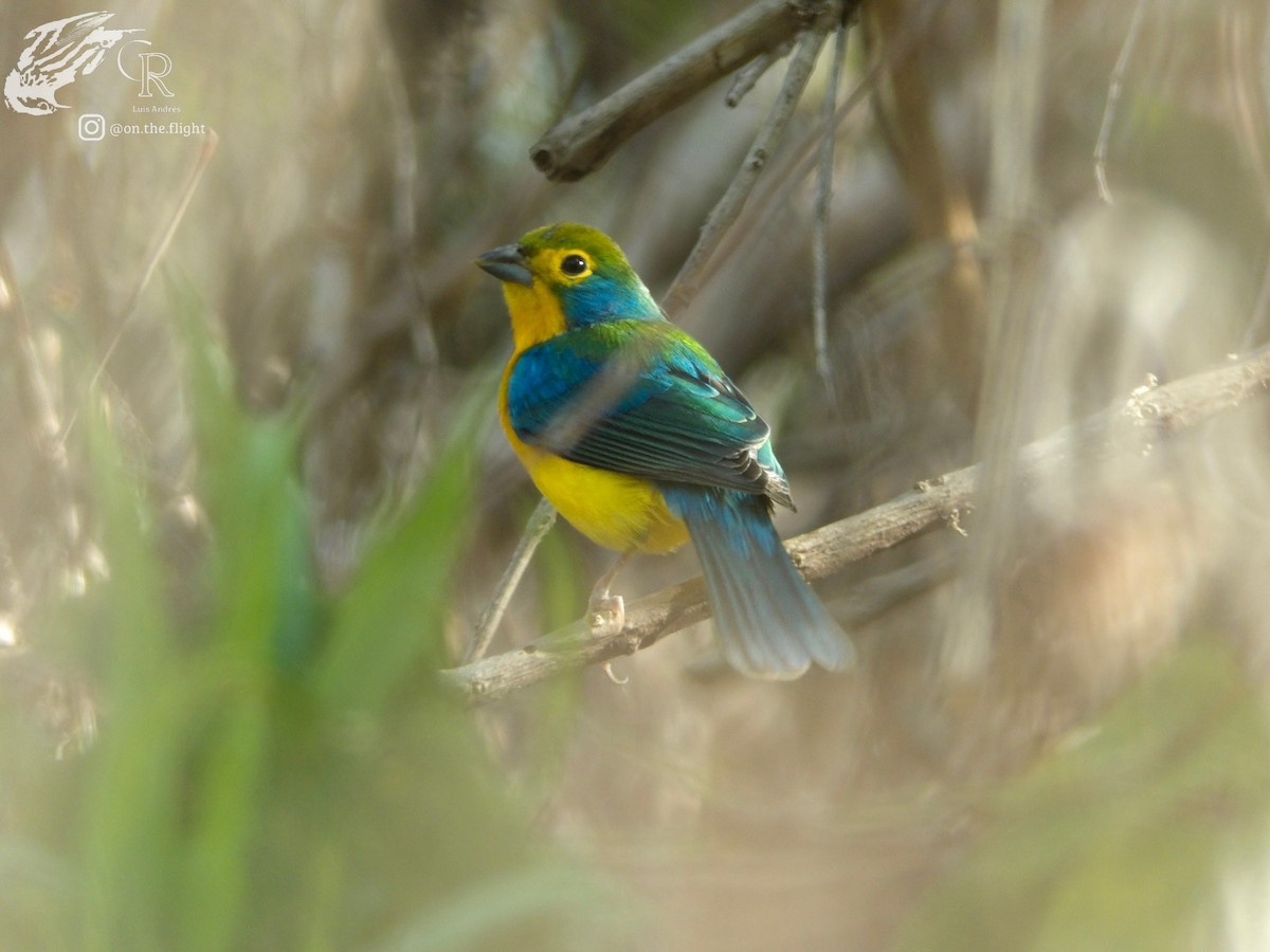 Orange-breasted Bunting - ML642467030