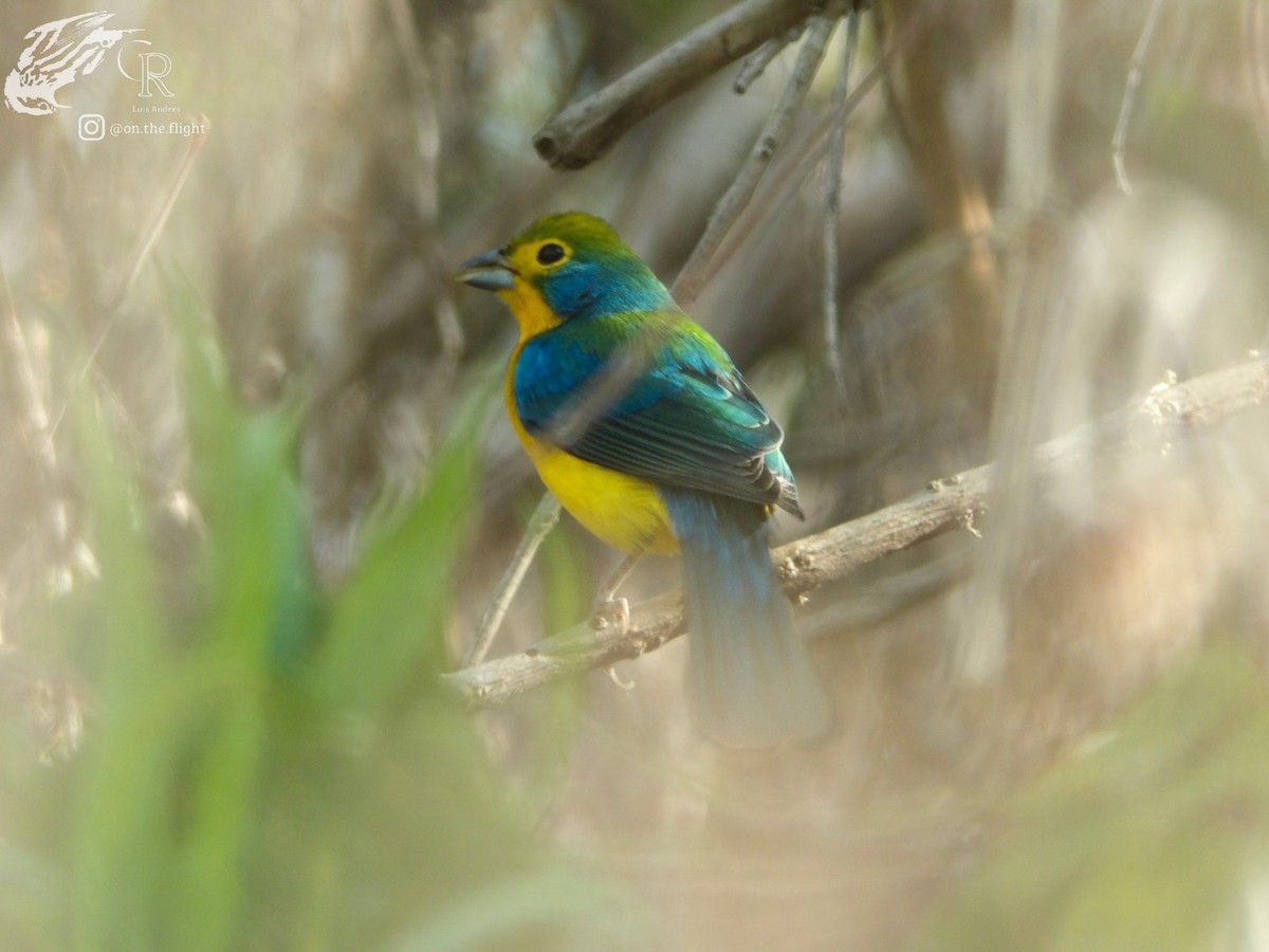 Orange-breasted Bunting - ML642467031