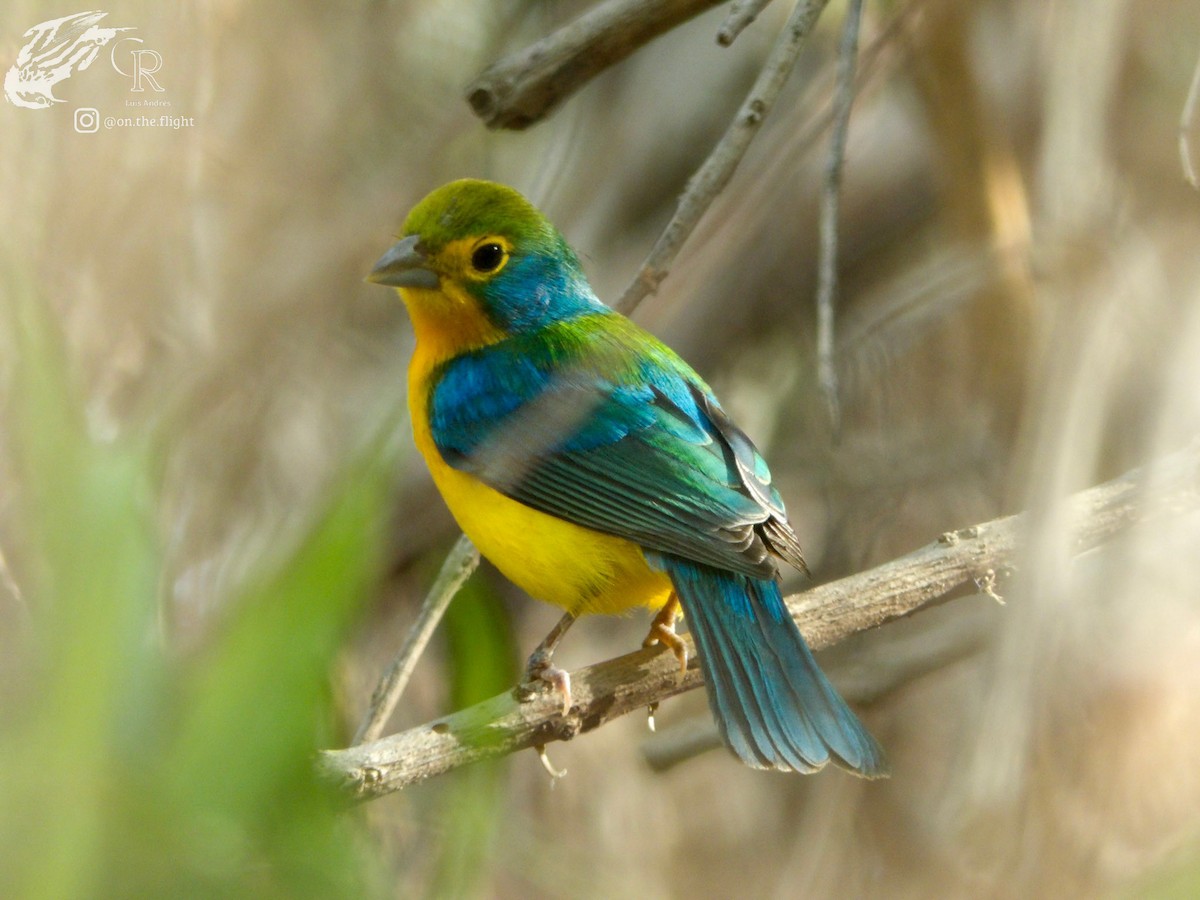 Orange-breasted Bunting - ML642467032