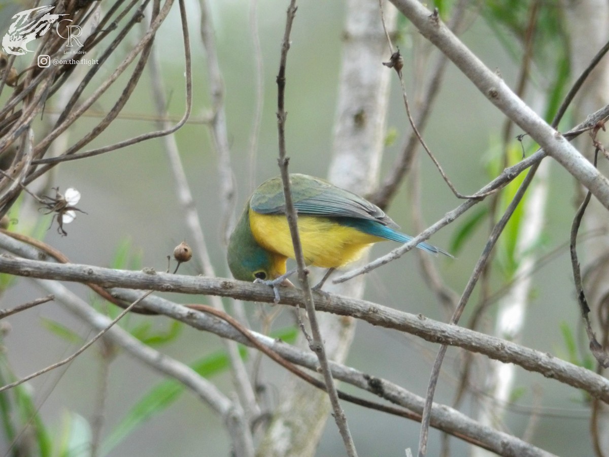 Orange-breasted Bunting - ML642467034