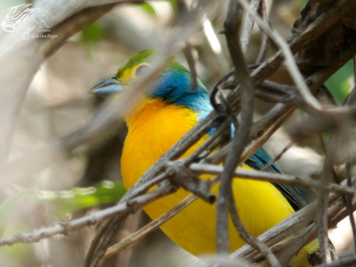 Orange-breasted Bunting - ML642467035