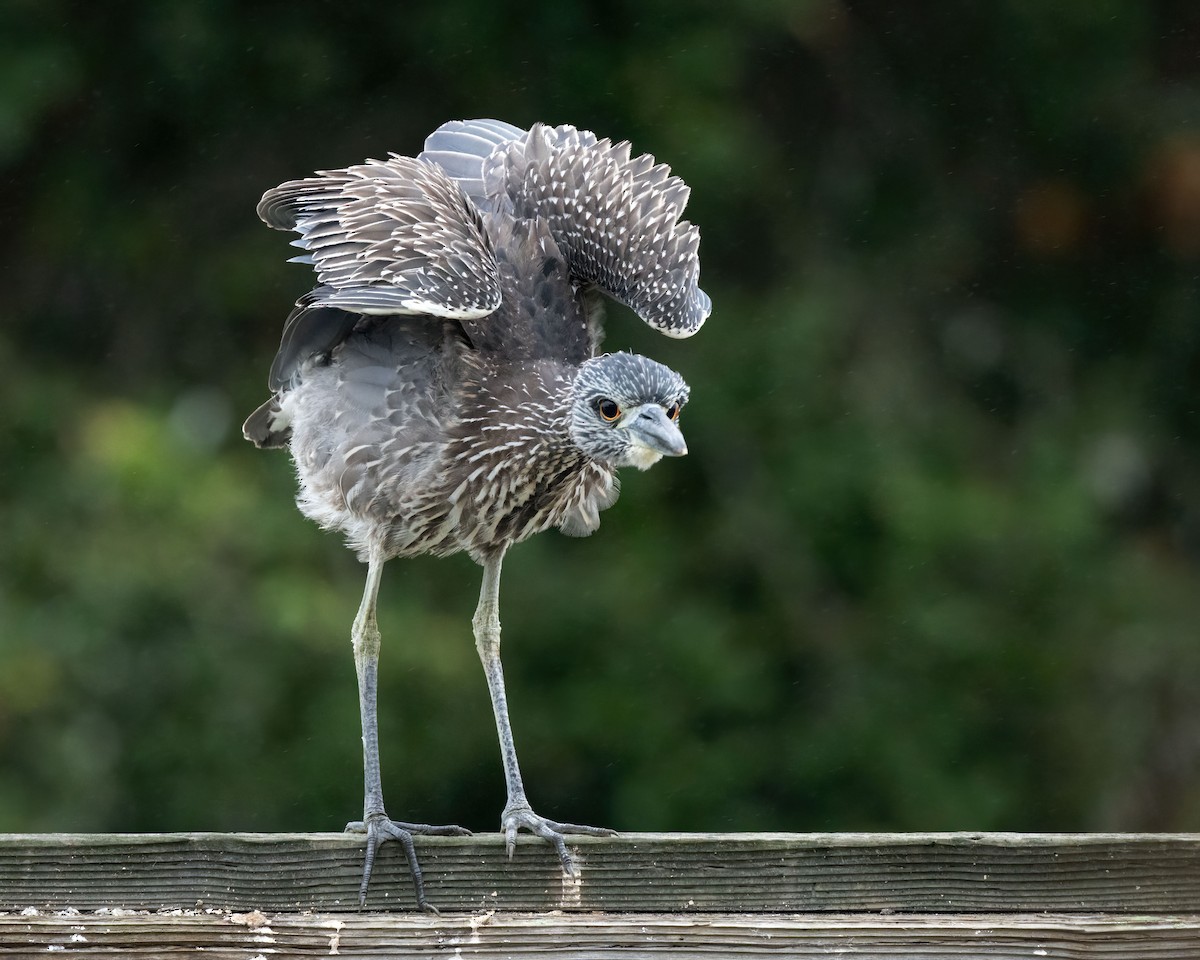 Yellow-crowned Night Heron - ML642467036