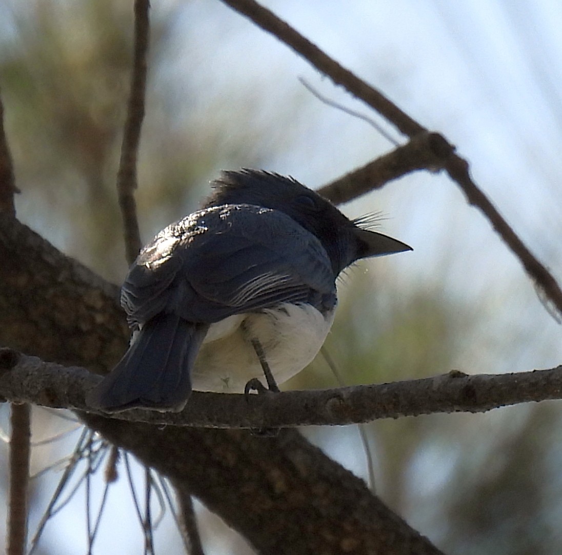 Leaden Flycatcher - ML642467040