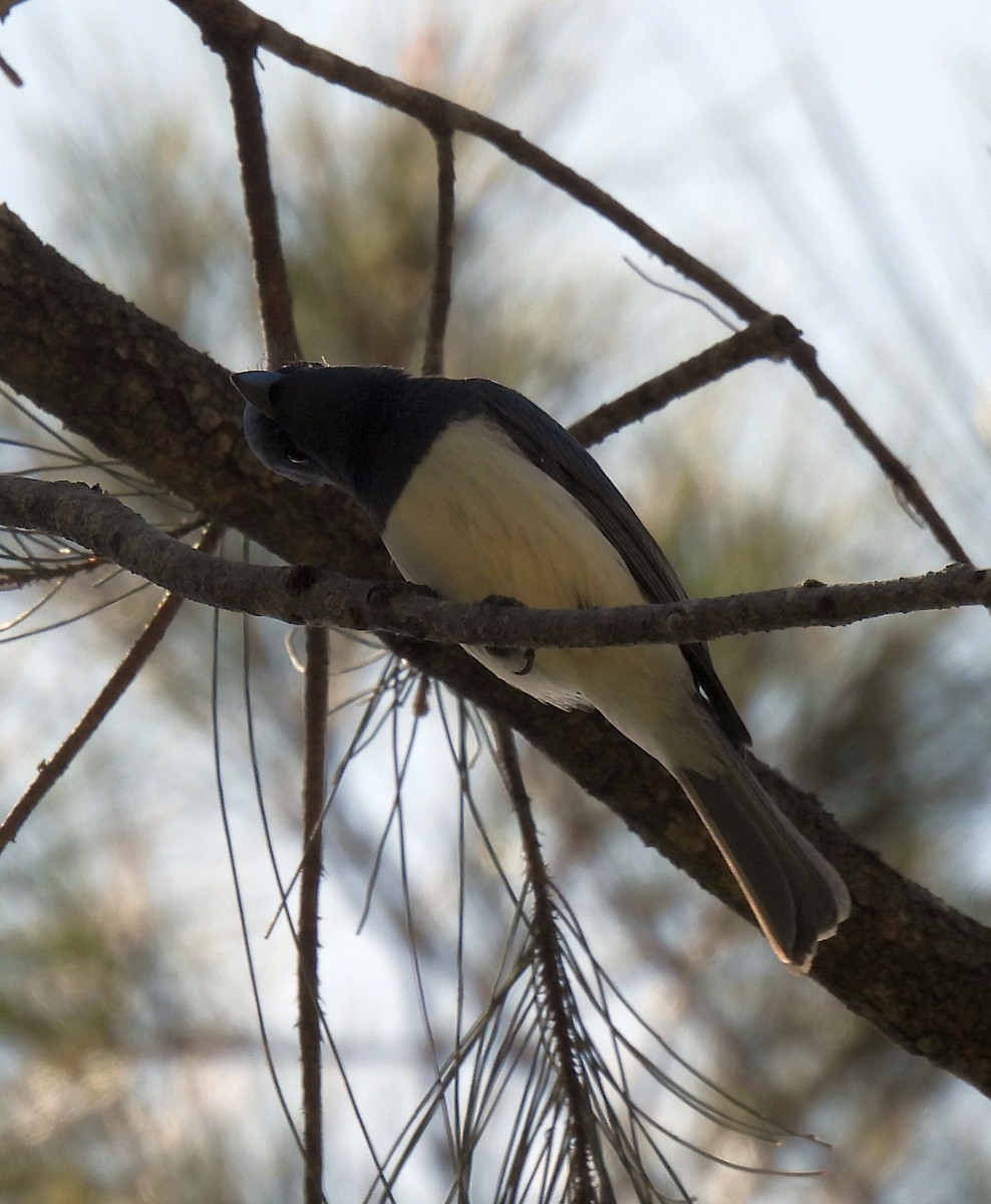 Leaden Flycatcher - ML642467048