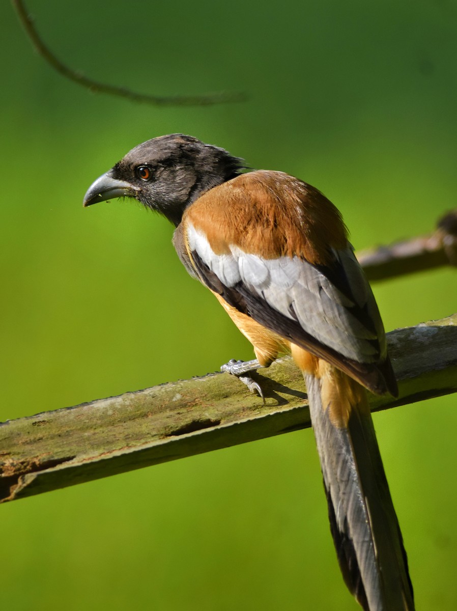 Rufous Treepie - ML642467051