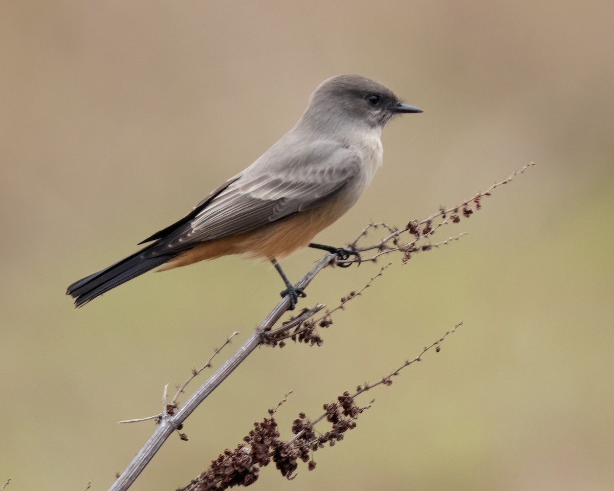 Say's Phoebe - ML642467056
